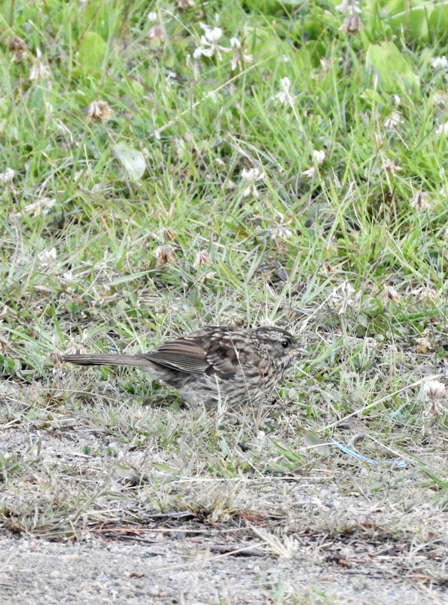 Savannah Sparrow - Donna Evans