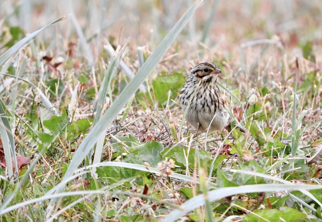 Savannah Sparrow - ML311143391