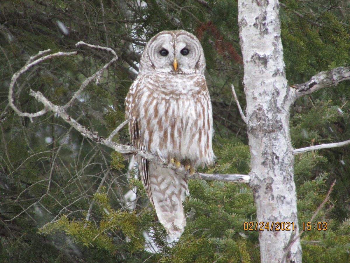 Barred Owl - ML311143831