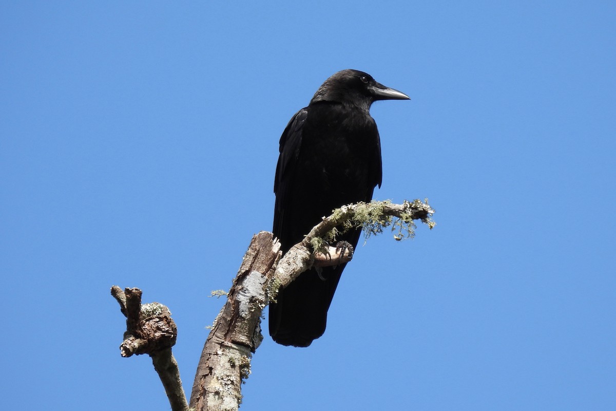 American Crow - Judith A. Kennedy