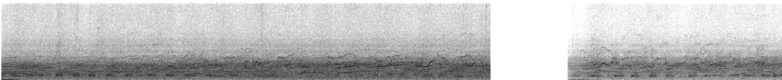 Cormorano - ML311146