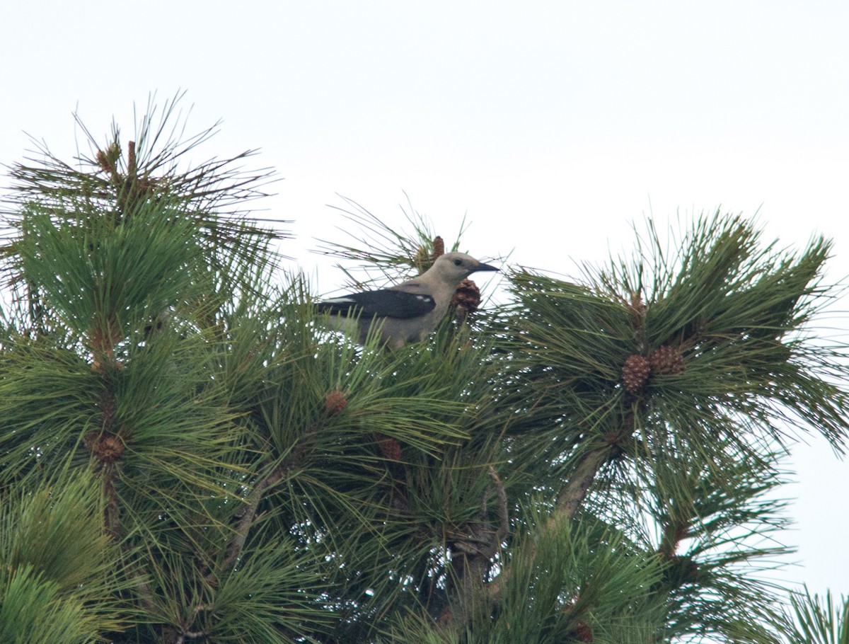 Clark's Nutcracker - ML31114691