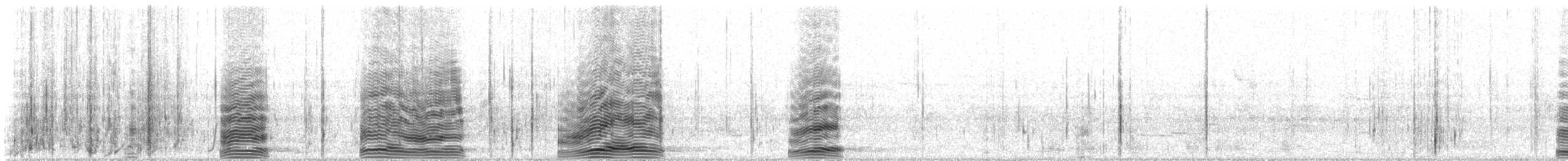 Cormorano - ML311147