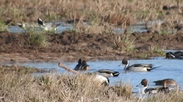 Northern Pintail - ML311147501