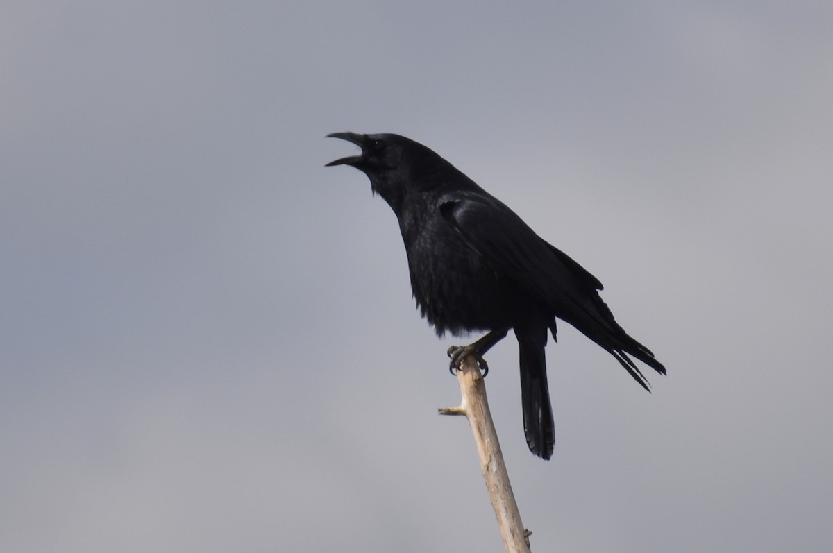 American Crow - ML311147871