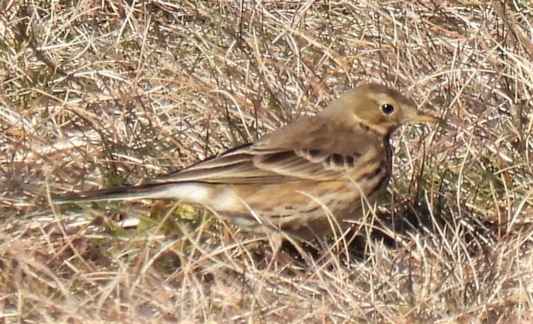 American Pipit - ML311149261