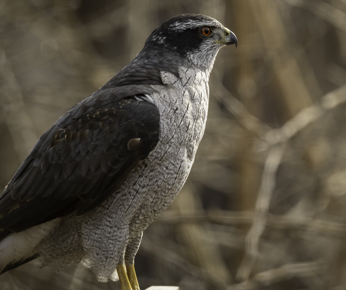 American Goshawk - Ian Routley