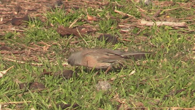 Junco ardoisé (mearnsi) - ML311150111