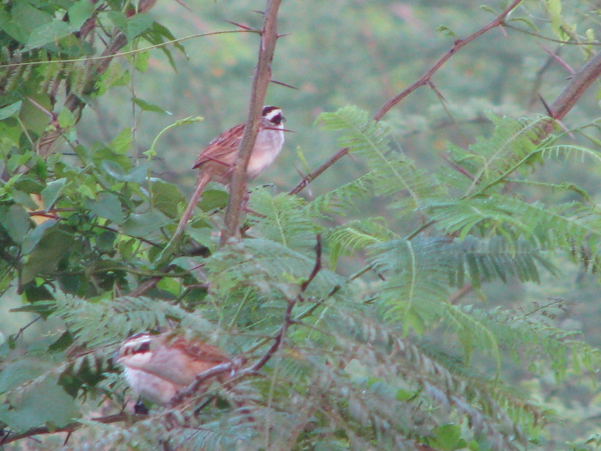 Stripe-headed Sparrow - juventino chavez