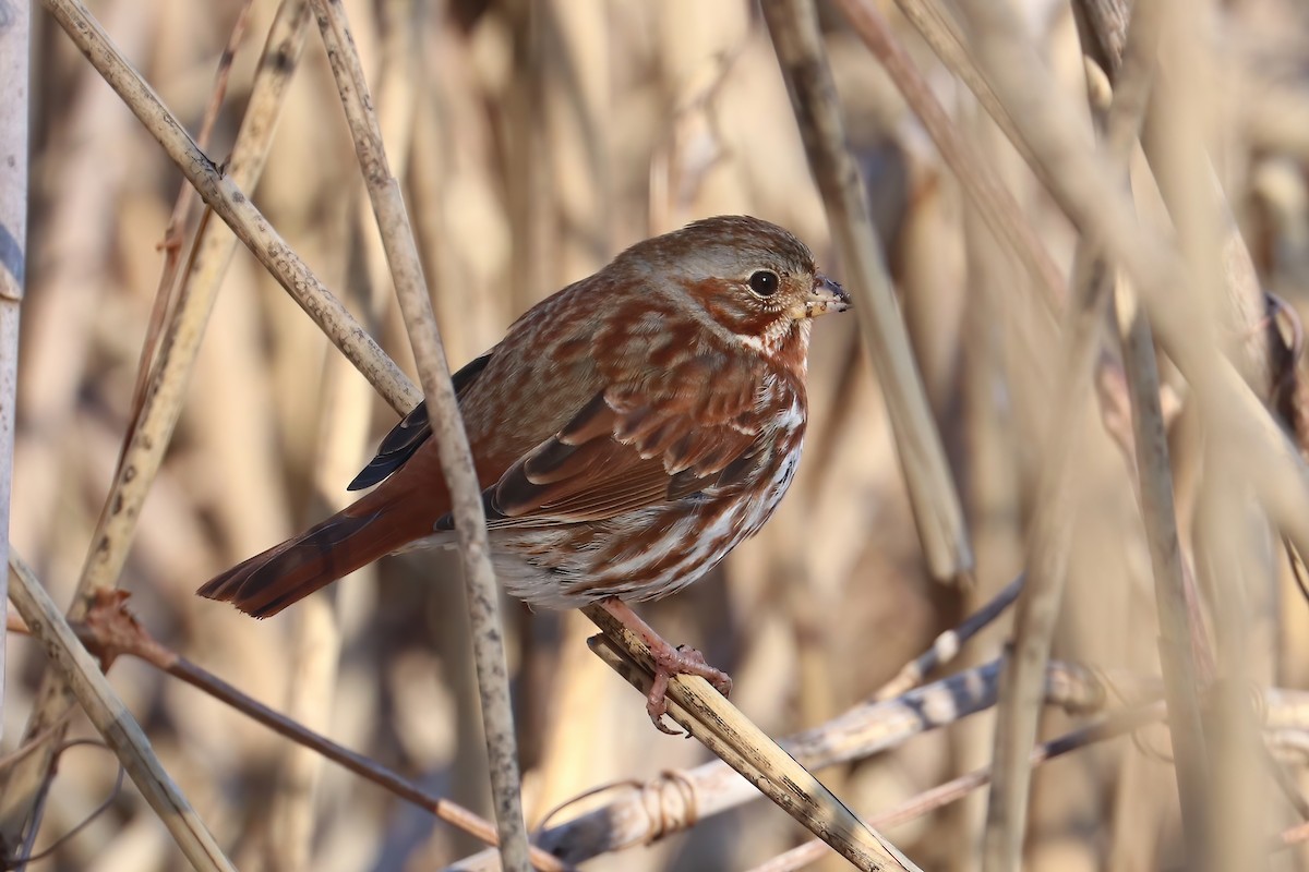 Fox Sparrow (Red) - ML311151231