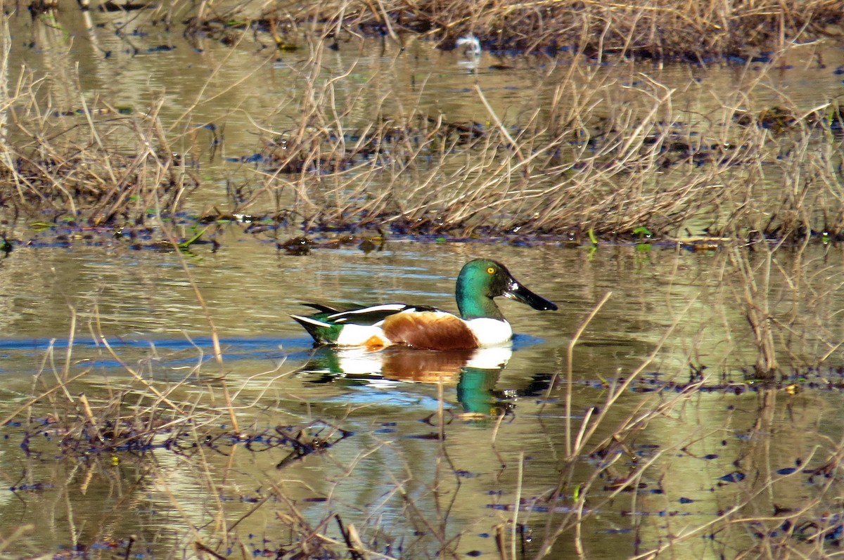 Northern Shoveler - ML311151631