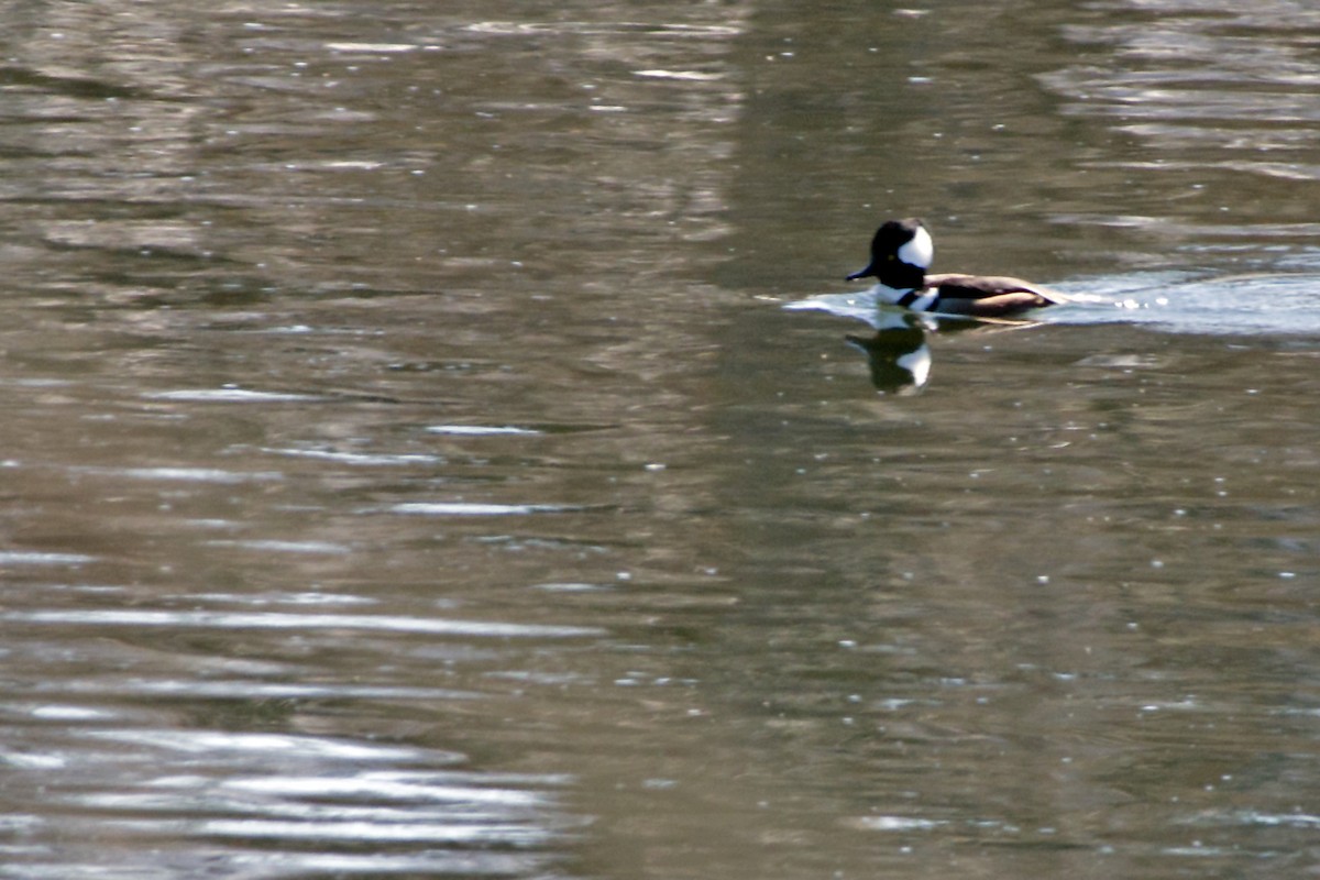 Hooded Merganser - ML311151821