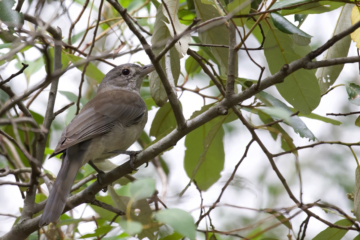 Gray Shrikethrush - Dennis Devers