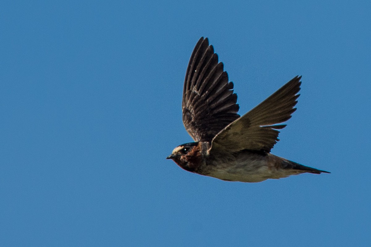 Cliff Swallow - Evan Rasmussen