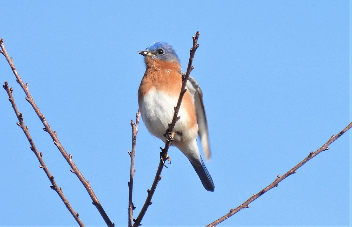 Eastern Bluebird - ML311153781