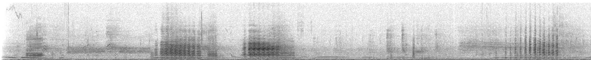Cormorano - ML311154