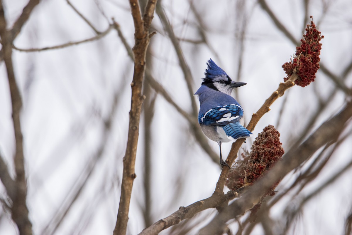 Blue Jay - ML311154981