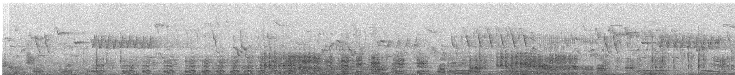 Cormorano - ML311155