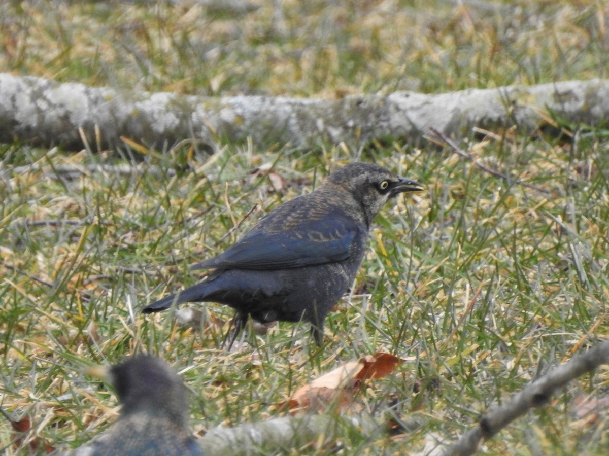 Rusty Blackbird - ML311155771