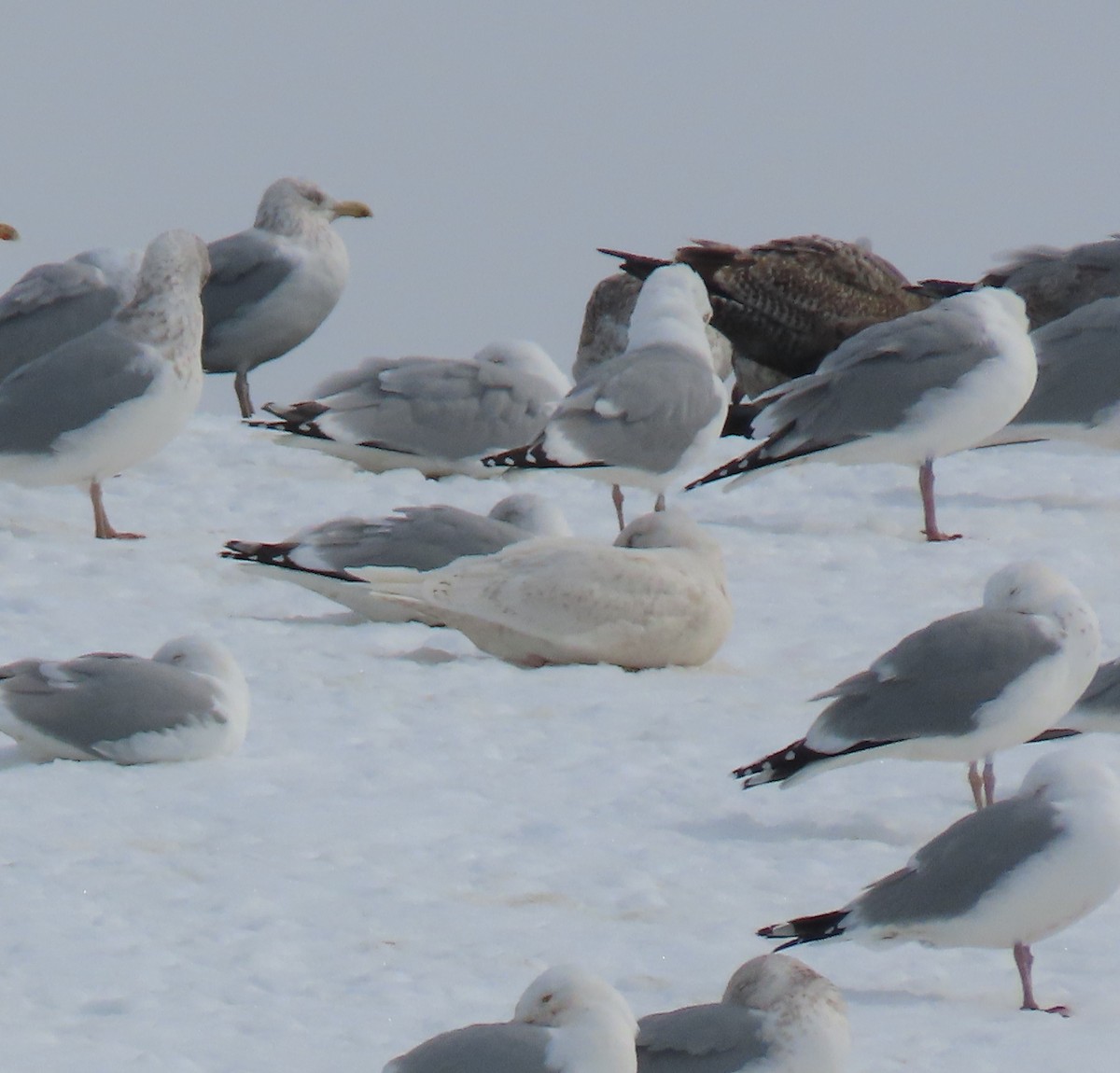 Glaucous Gull - ML311159491