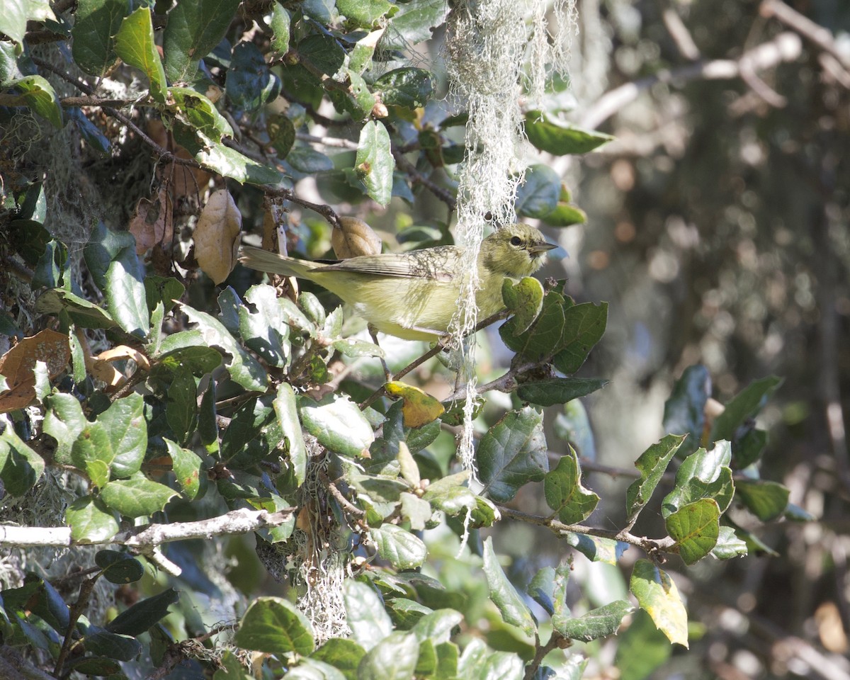 lesňáček hvězdičkový (ssp. lutescens) - ML311159731