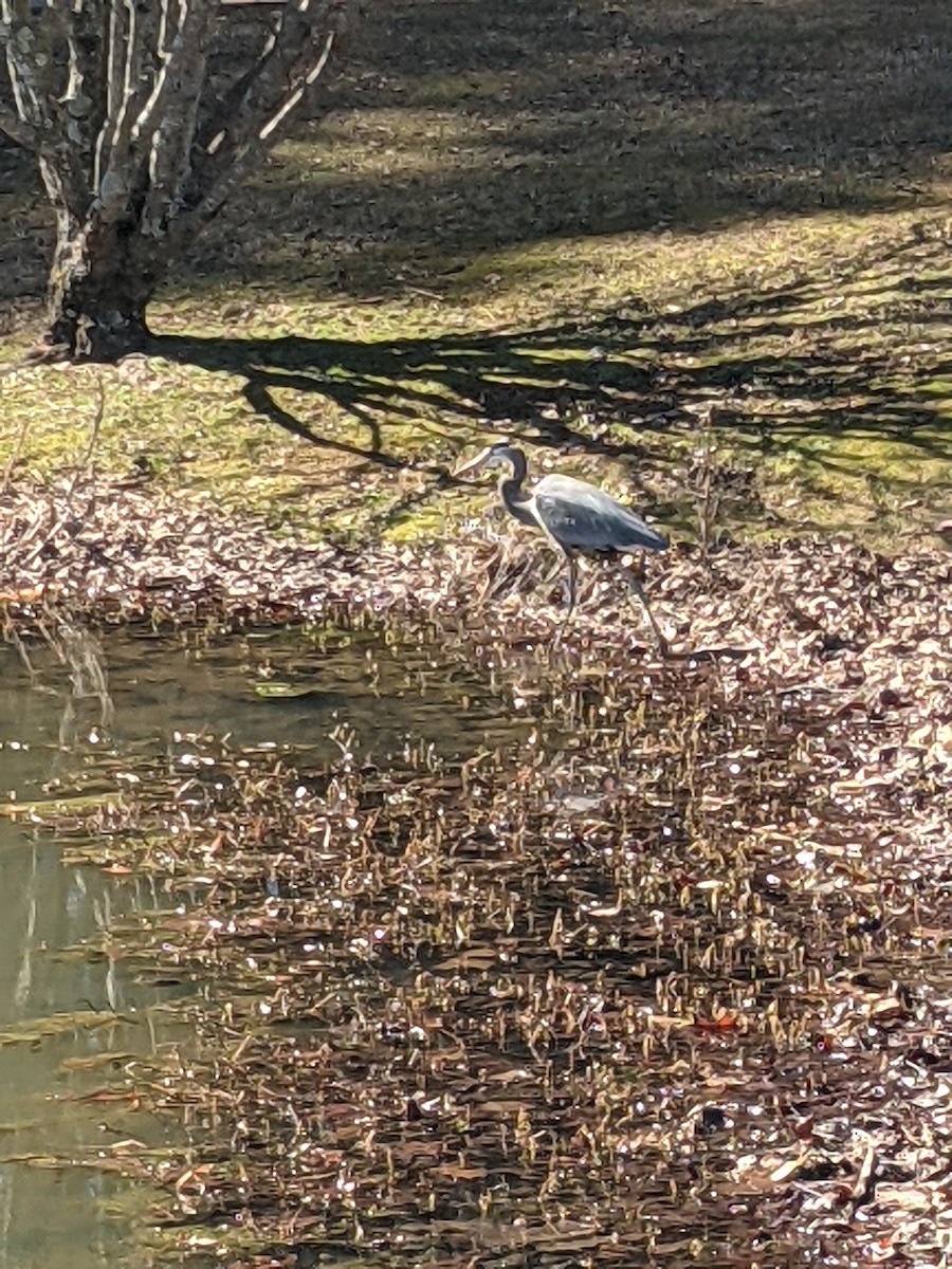 Great Blue Heron - ML311159961