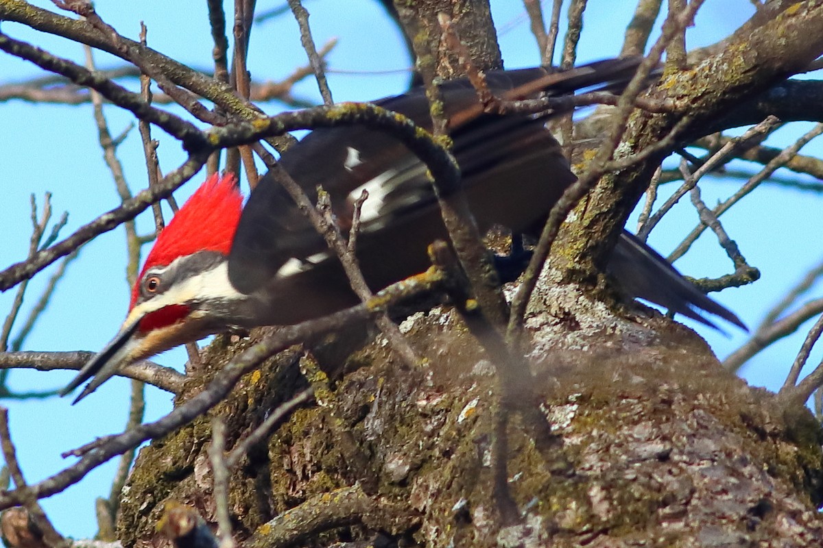 Pileated Woodpecker - ML311162731