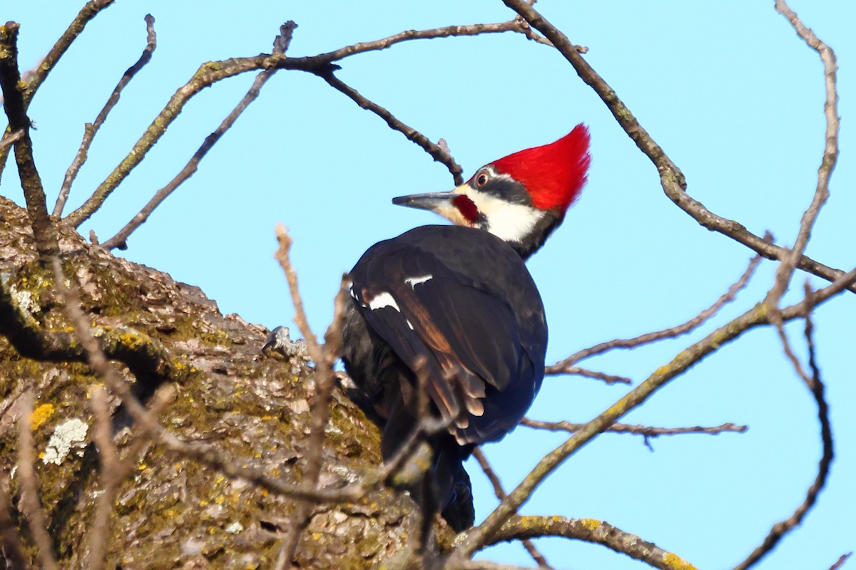 Pileated Woodpecker - ML311162751