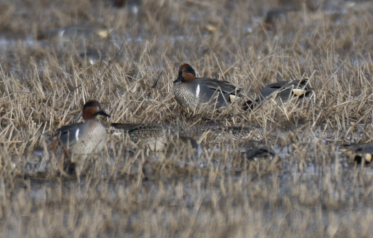 Шовтгор алаг нугас - ML311162971