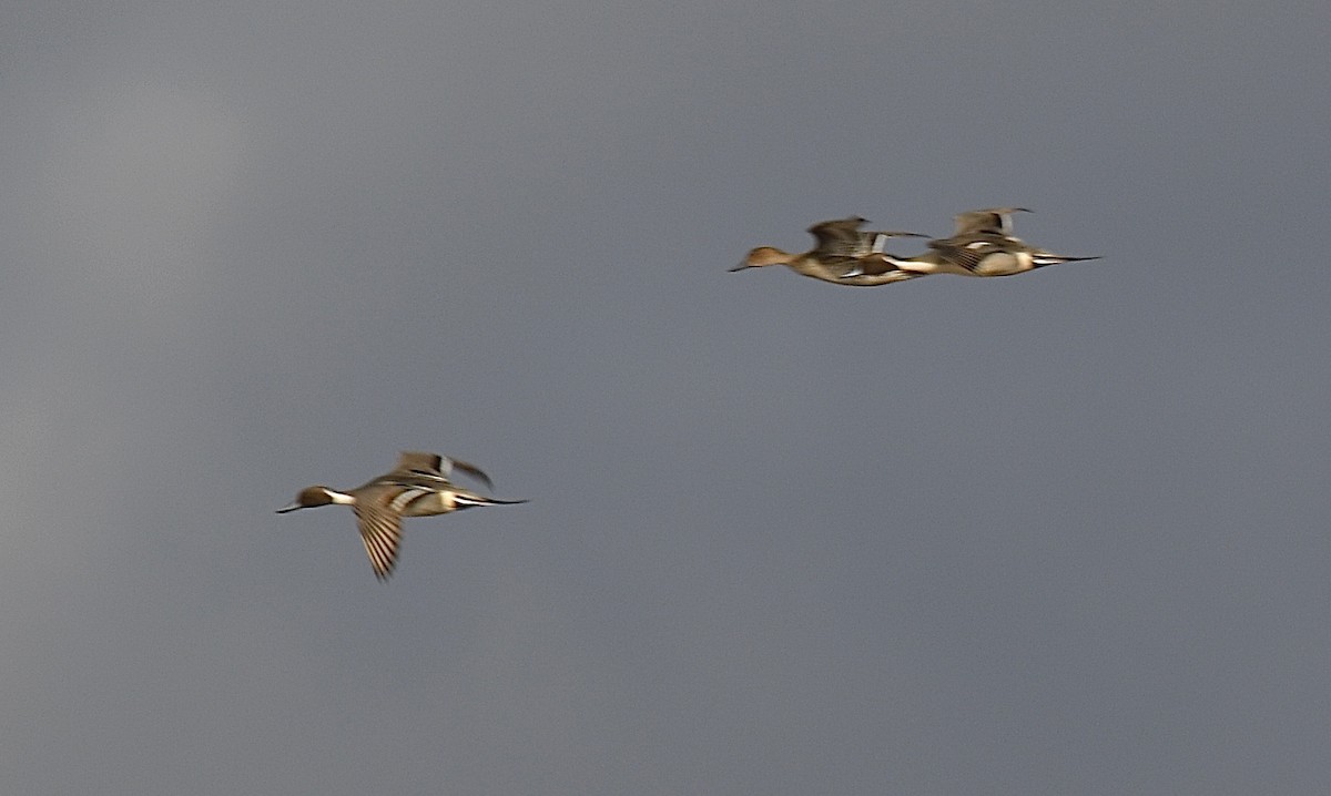 Шовтгор алаг нугас - ML311162981