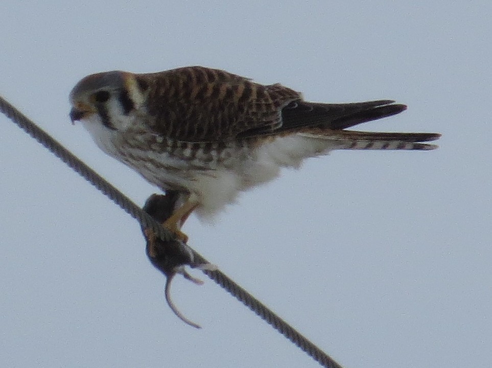 American Kestrel - Craig Taylor