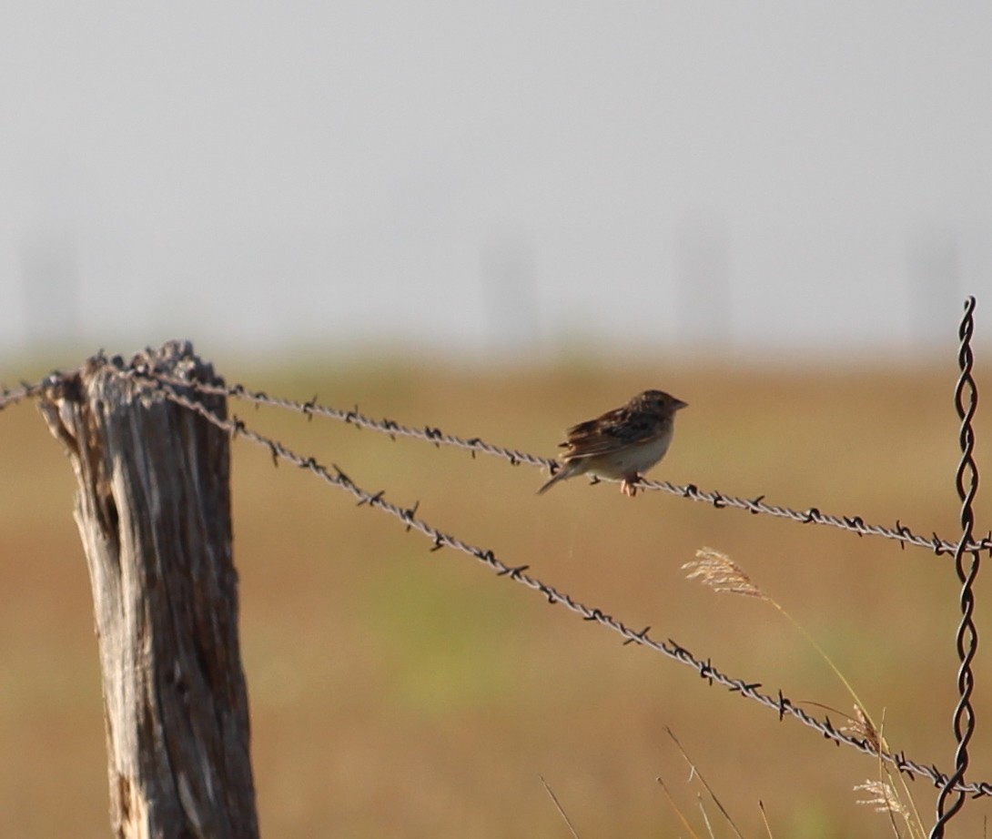 Grasshopper Sparrow - ML31116881