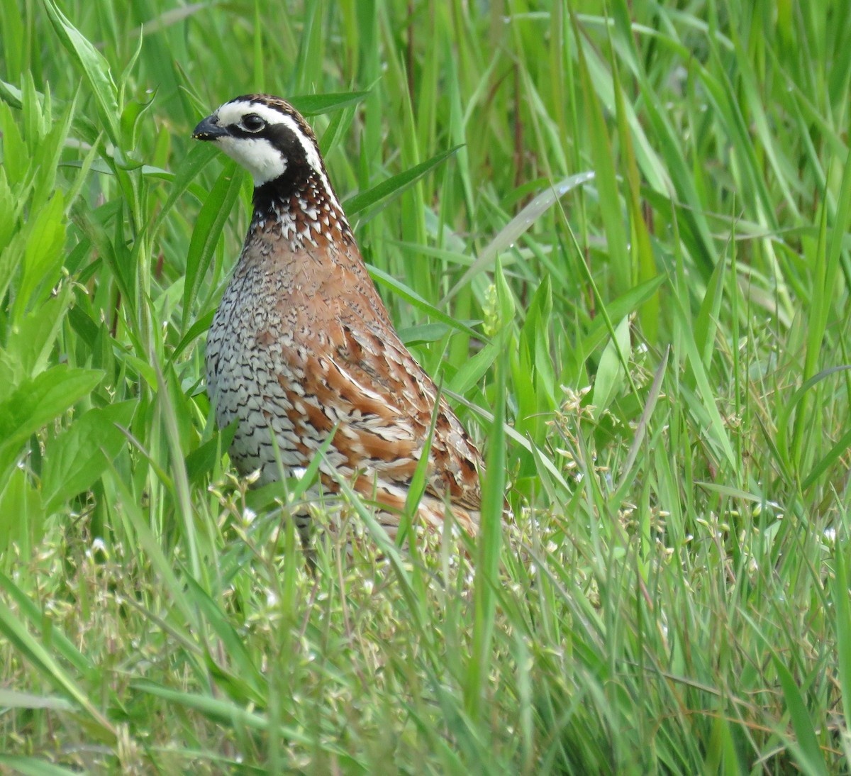 Northern Bobwhite - ML311169271