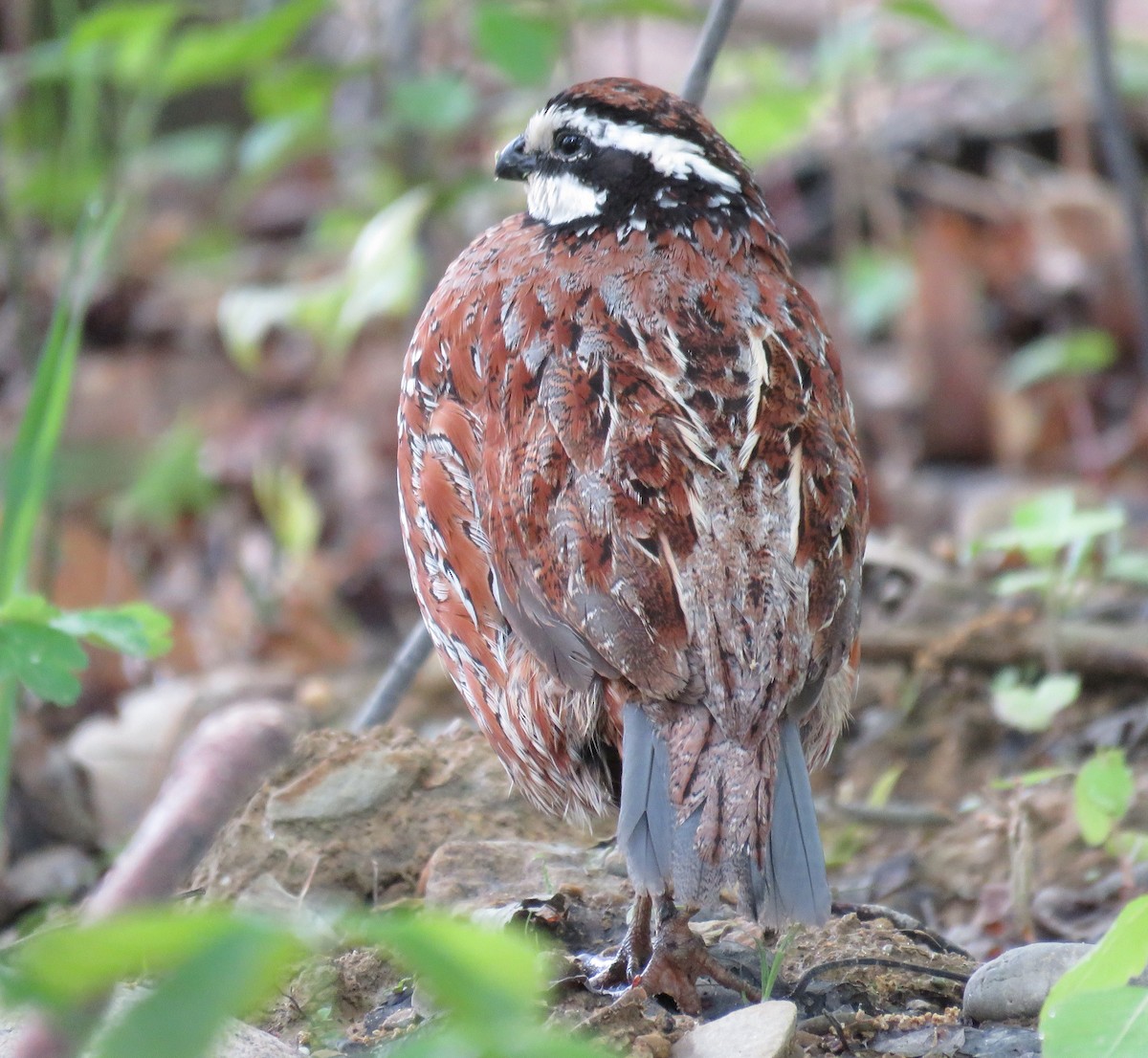 Northern Bobwhite - ML311169281