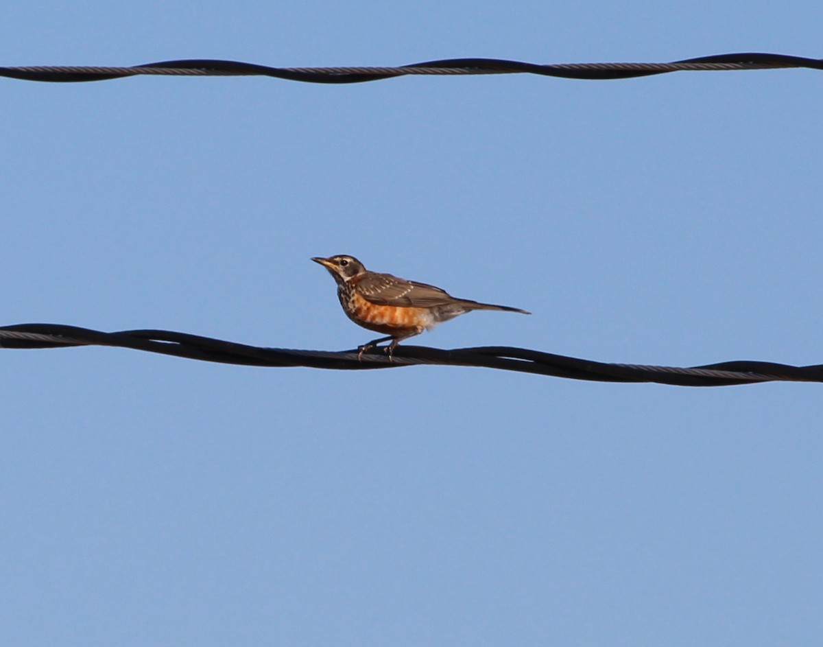 American Robin - ML31116981