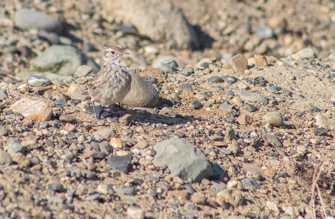 Minero Común (patagónico) - ML311169911