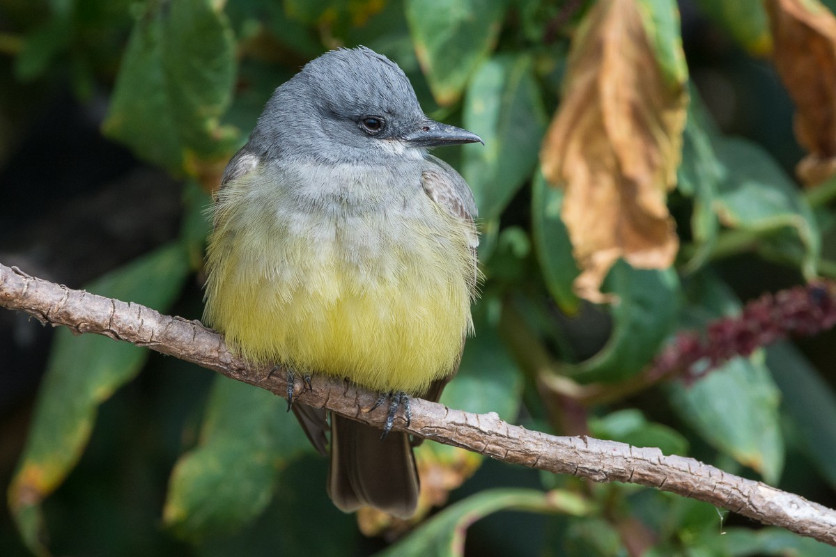 Cassin's Kingbird - ML311171051