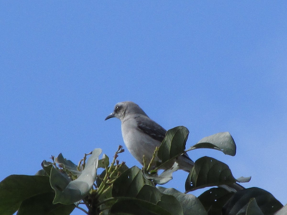 Tropical Mockingbird - ML311174821