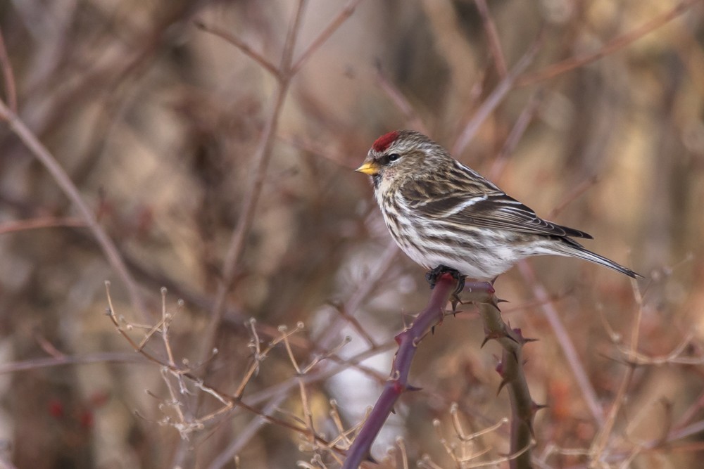 Common Redpoll - Jean-Guy Papineau