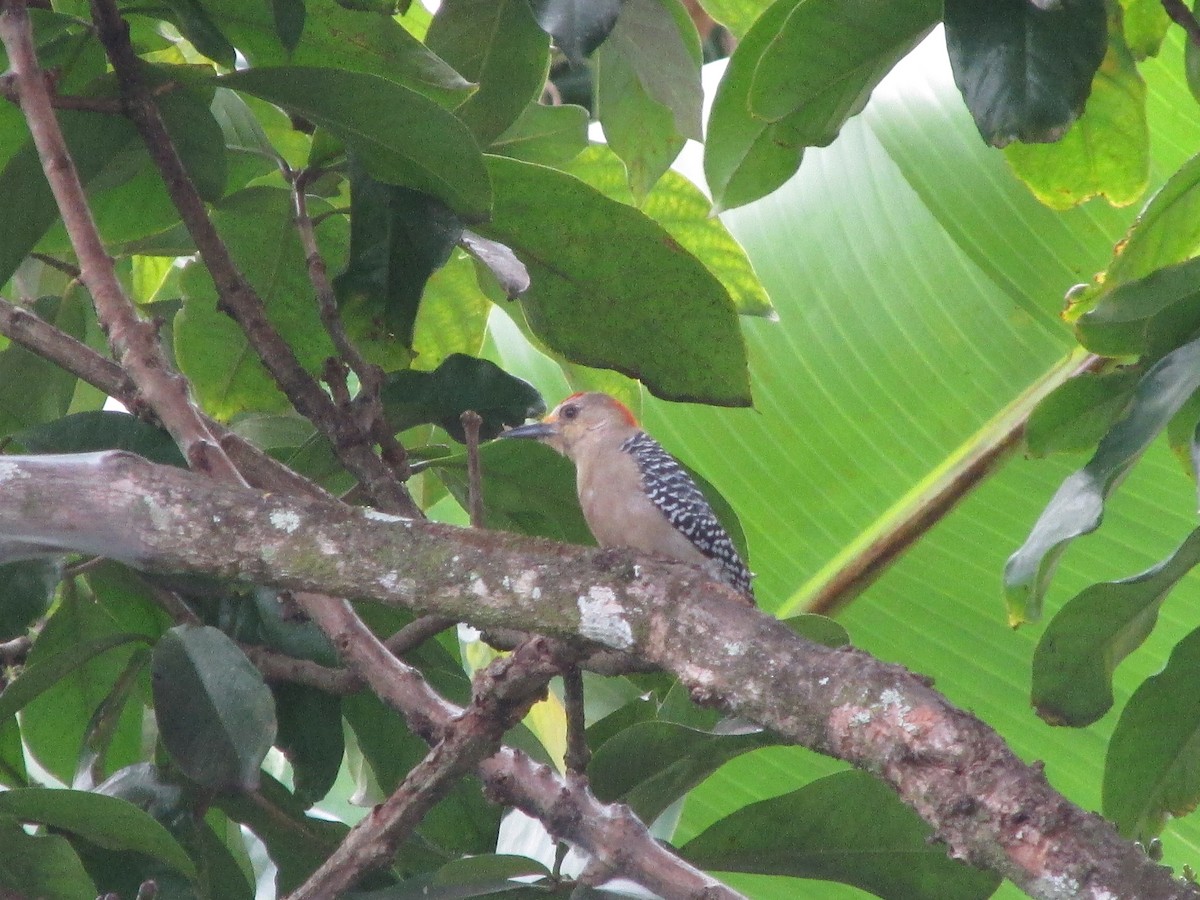 Red-crowned Woodpecker - ML311176571