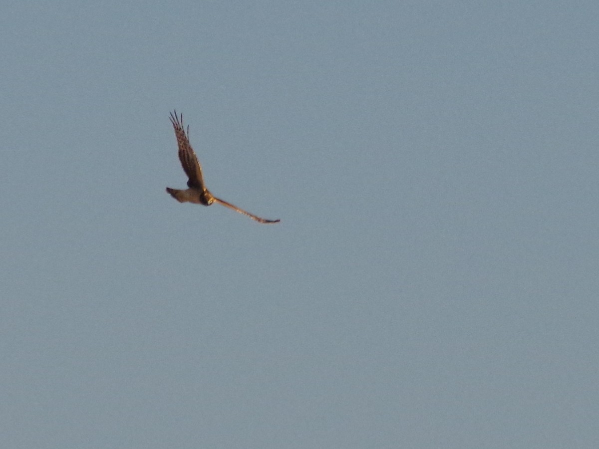 Northern Harrier - ML311178961