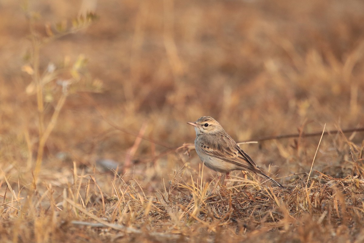 pipit sp. - ML311180371