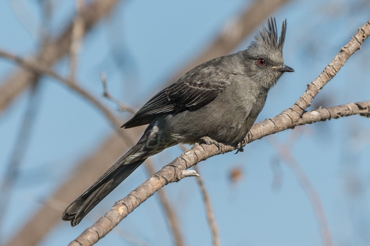 Kara Faynopepla - ML311180551