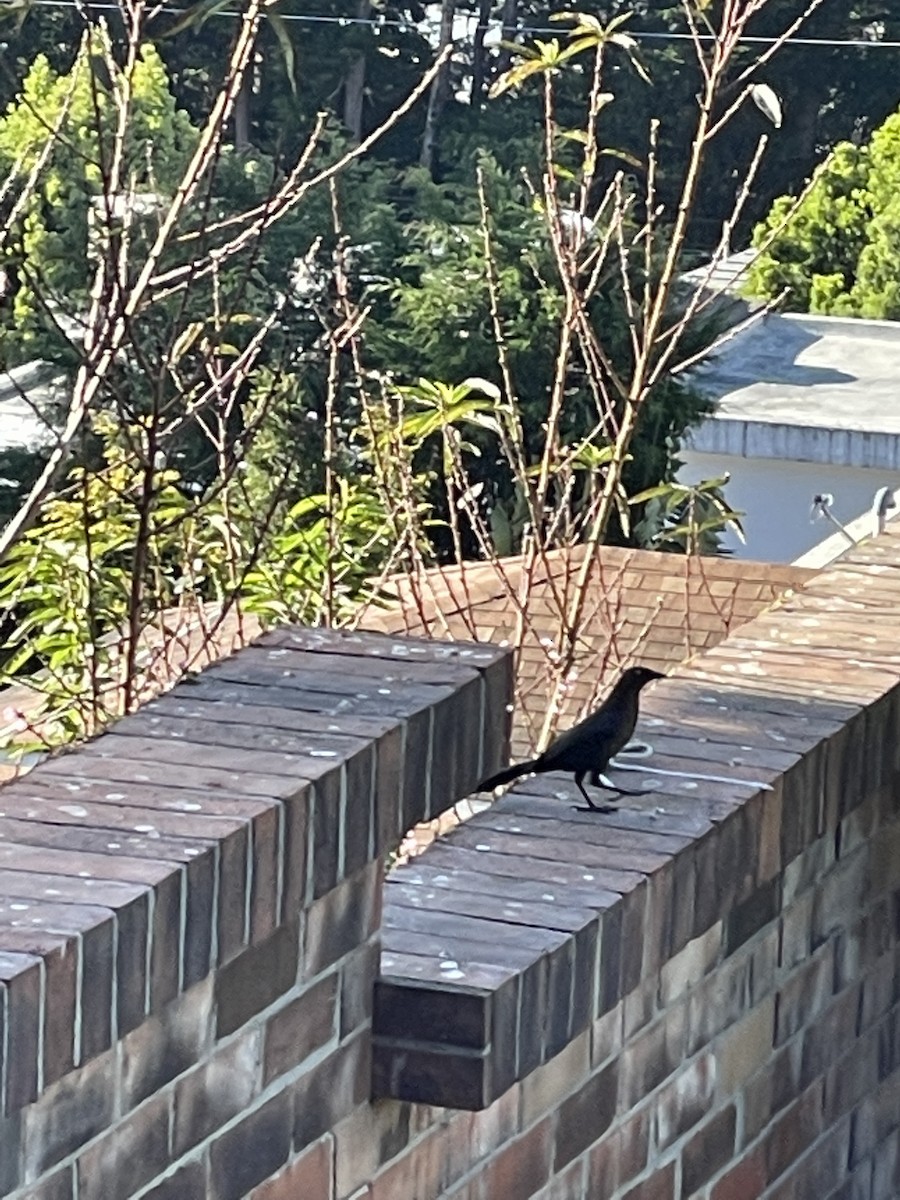Great-tailed Grackle - ML311180581
