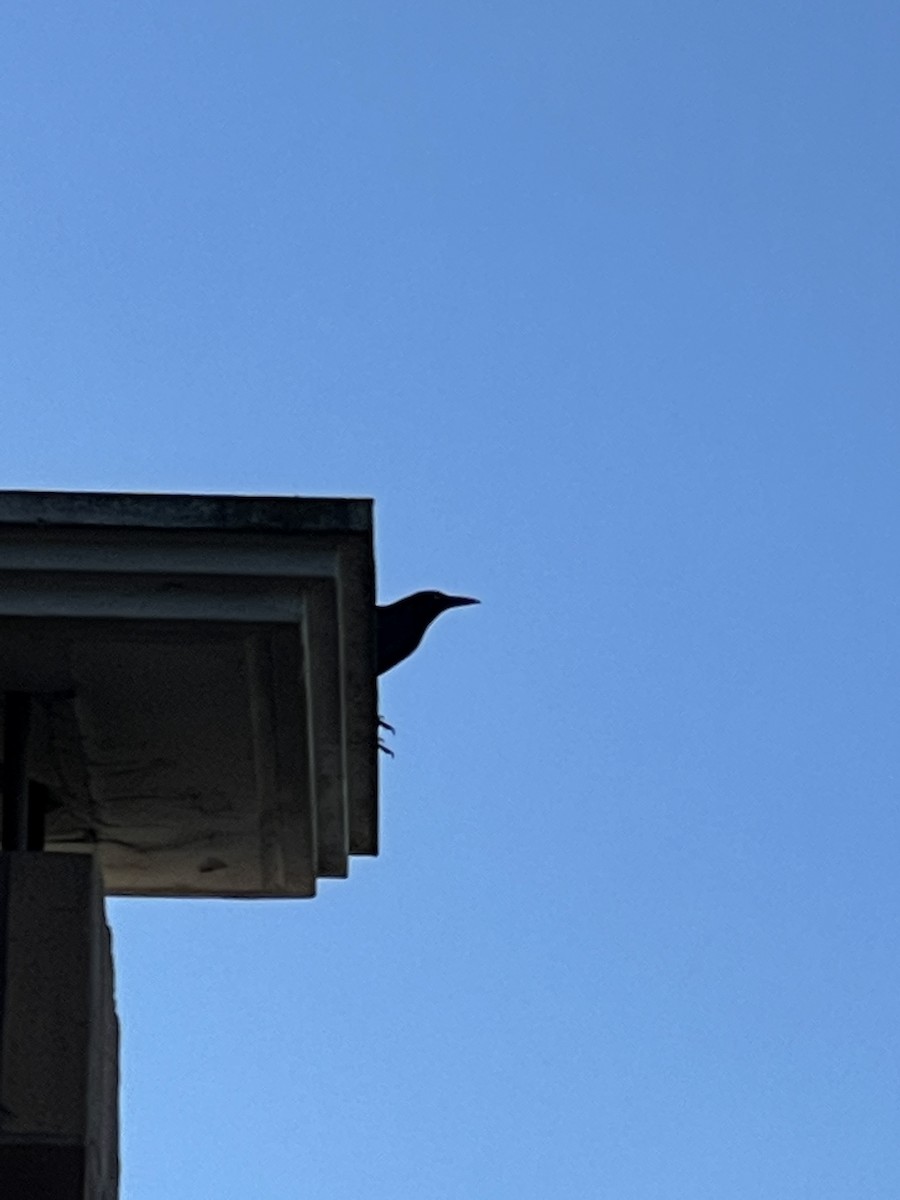 Great-tailed Grackle - ML311180611