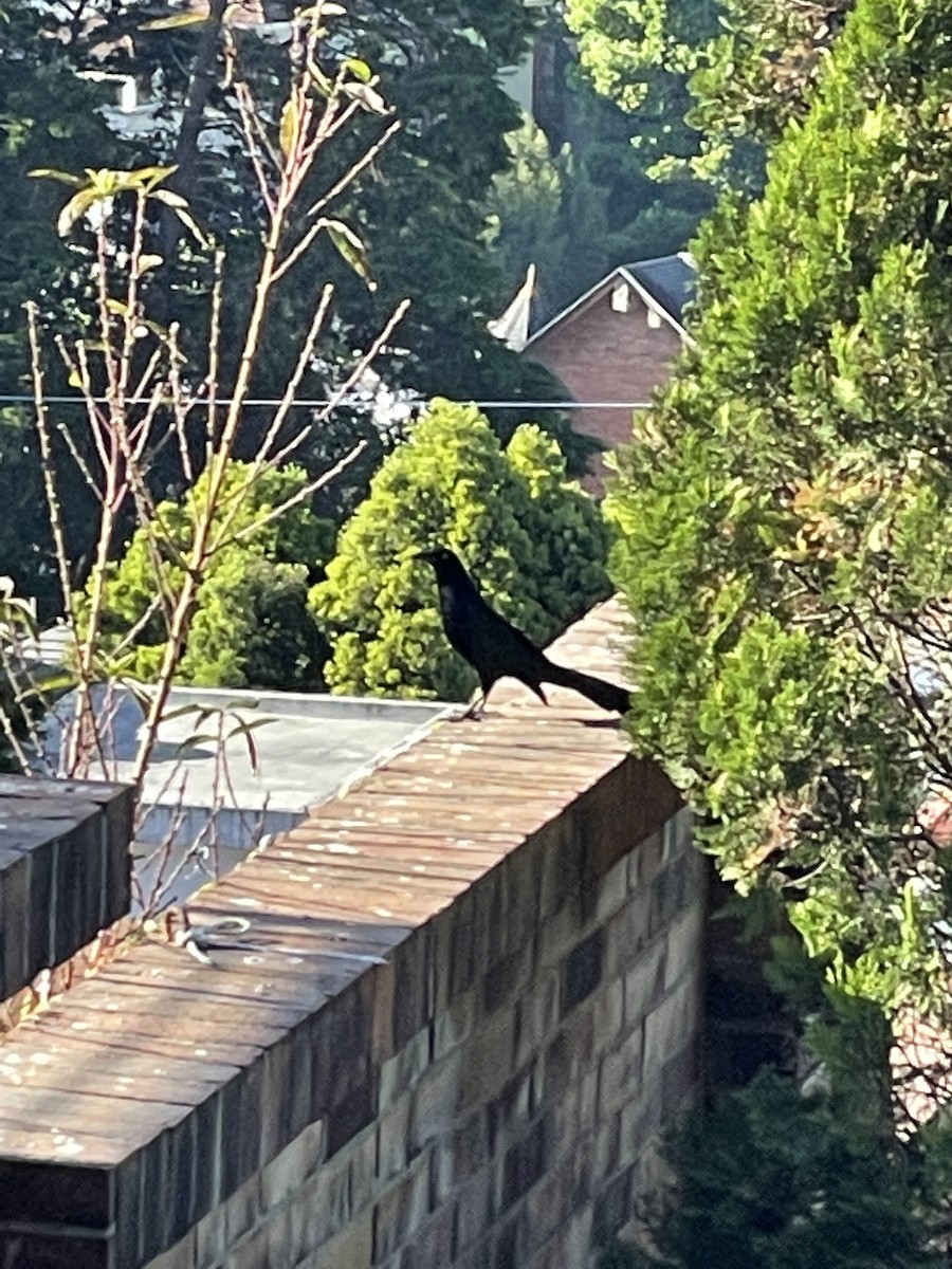 Great-tailed Grackle - ML311180641
