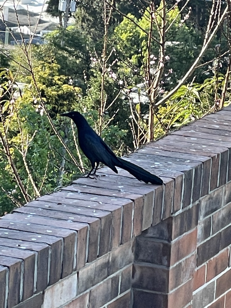 Great-tailed Grackle - ML311180651