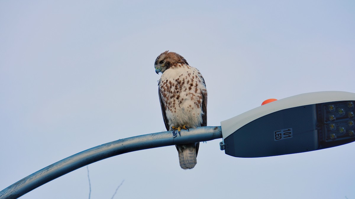 Red-tailed Hawk - ML311181501