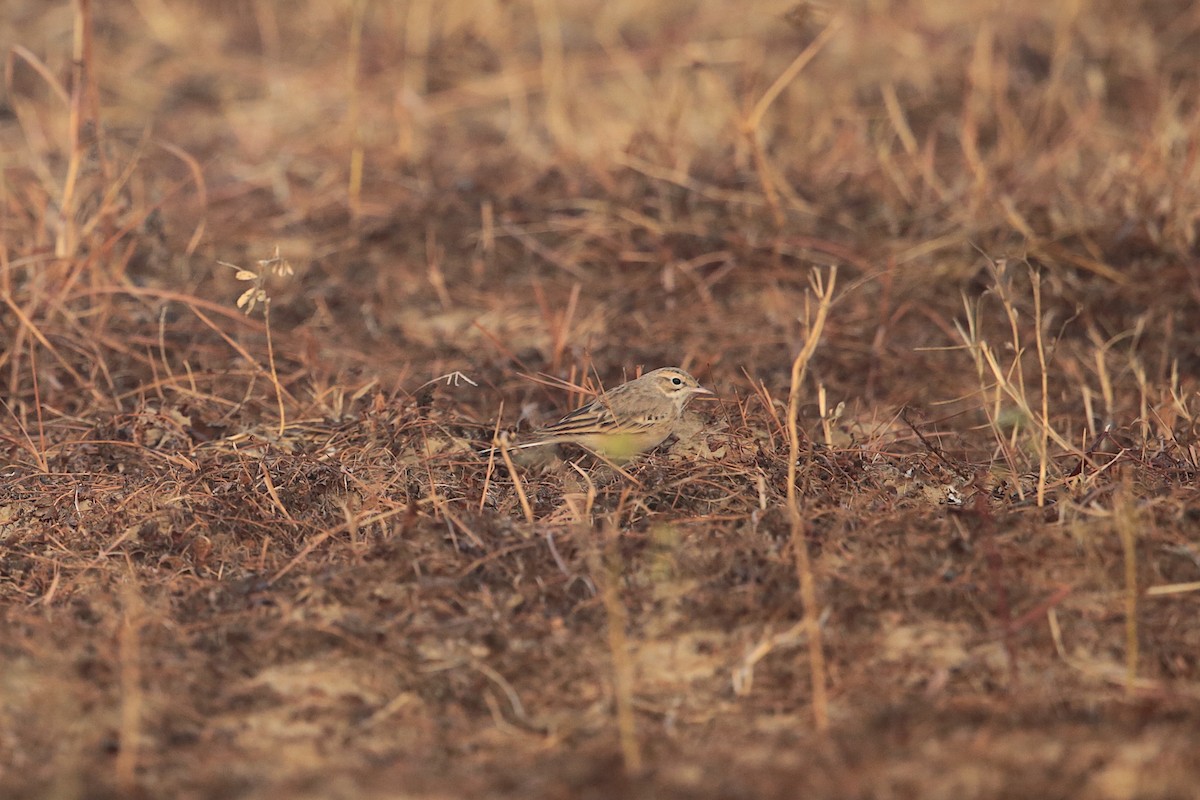 pipit sp. - ML311182331