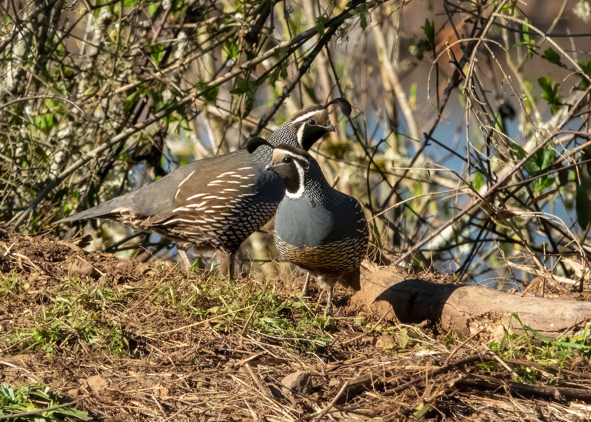 California Quail - Forest Tomlinson